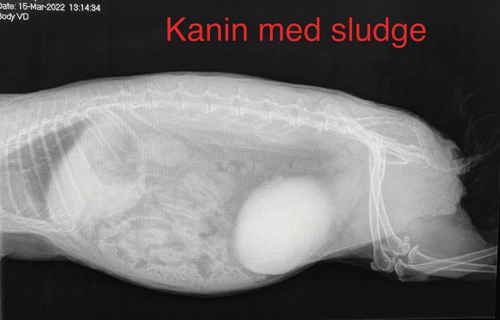 kaninslugdeførop