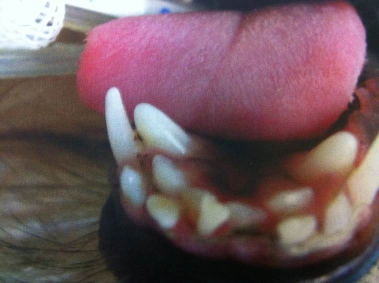 salut Korrespondent Udfør Information om tænder hos hunde