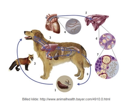 Transportere mekanisk Faldgruber Hjerte og lungeorm hos hund