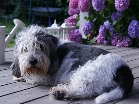 Se insekter pistol skrige Vejledning efter operation af hund